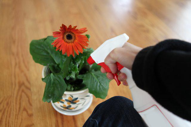 gerbera jameson from seeds at home