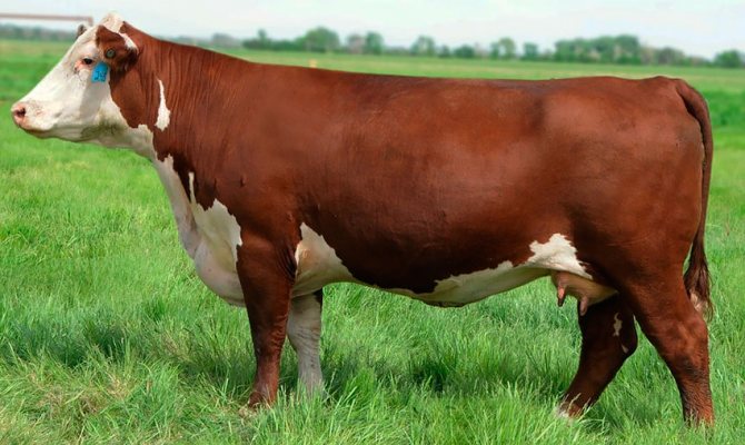 Hereford beef breed