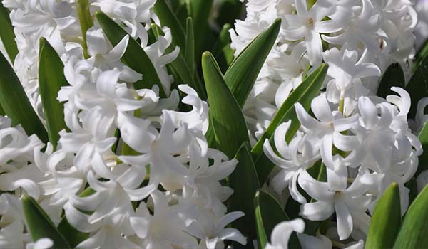 Puti ng hyacinth