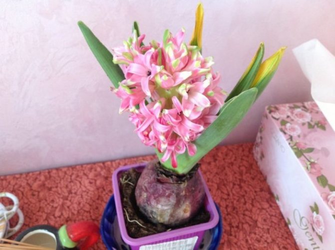 may sakit ang hyacinth - mayroon itong mga tip ng dilaw na dahon