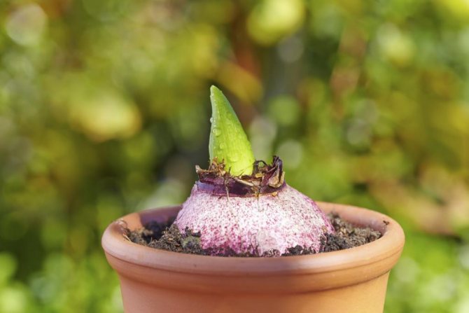 hyacint, jak udržet žárovku doma