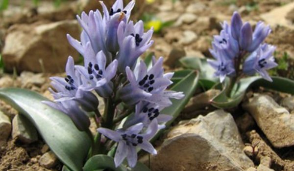 hyacinth Litvinov