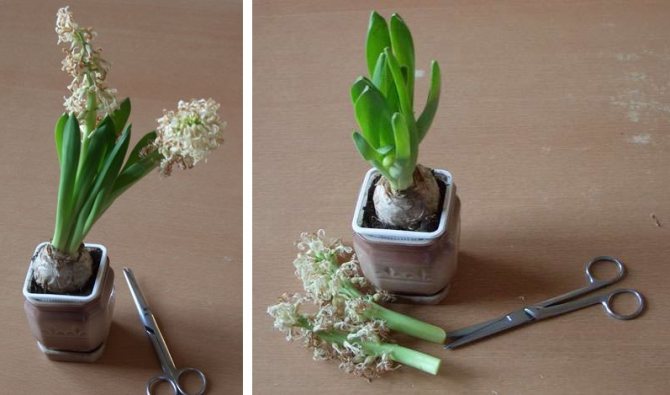 hyacint har bleknat vad man ska göra nästa