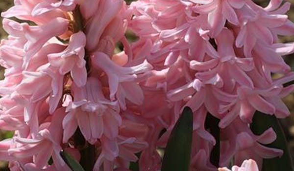 Hyacinth pink