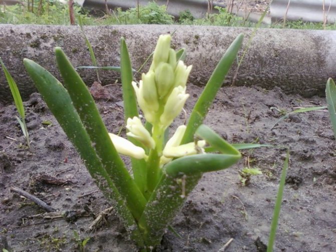 maikling-stalked hyacinth