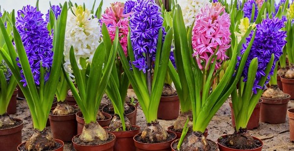 hyacint domácí péče