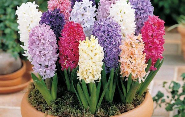 Potted hyacinth