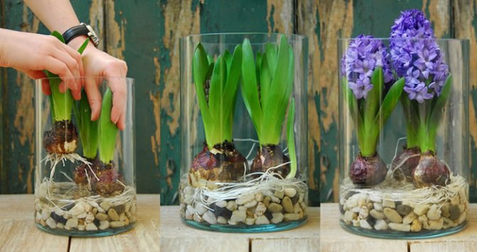 Nag-pot hyacinth