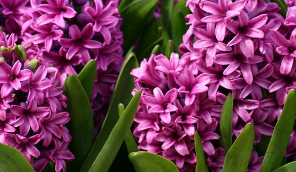 Hyacinth in the room