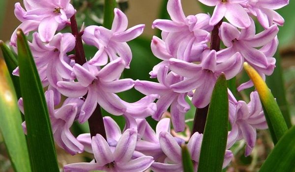 Eastern hyacinth