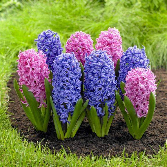 Pěstování a péče o hyacint