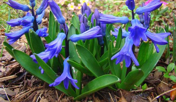 hyacinth transcaspian