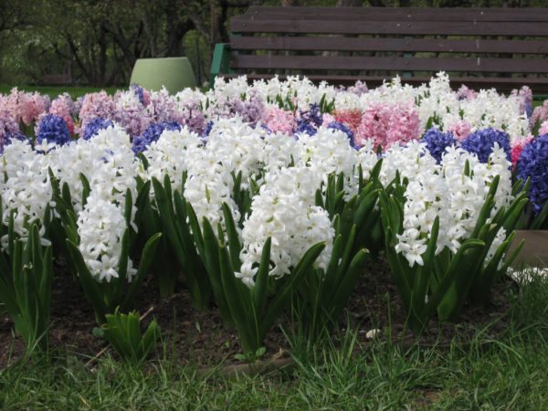 hyacinths di negara ini