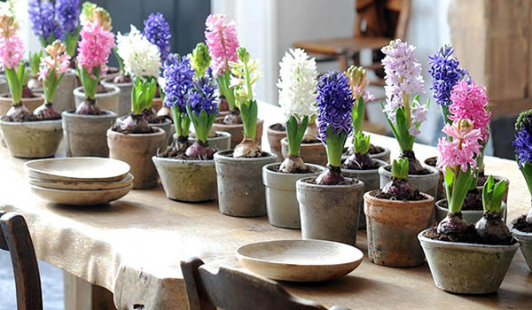 hyacinty na stole