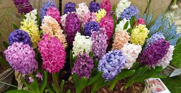 hyacinths planting and care at home