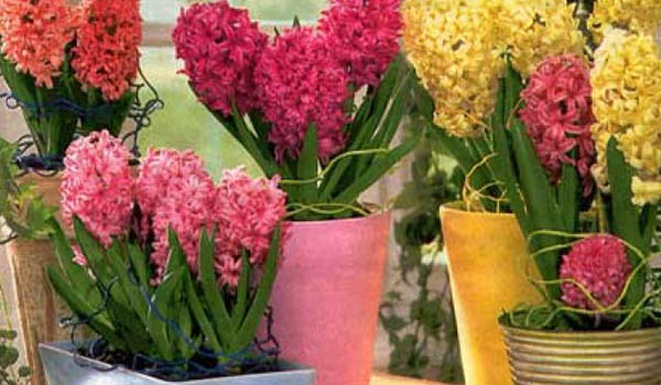 Namulaklak ang mga hyacint