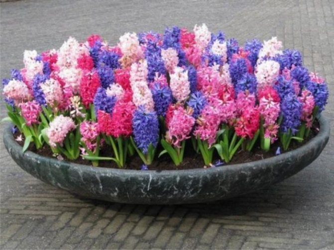 hyacinths ng iba't ibang mga kulay sa isang malaking palayok