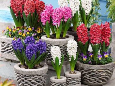 hyacinths in room conditions