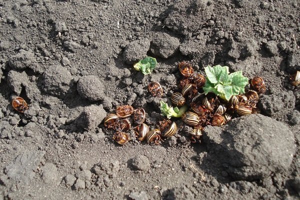Ang pagkamatay ng Colorado potato beetle