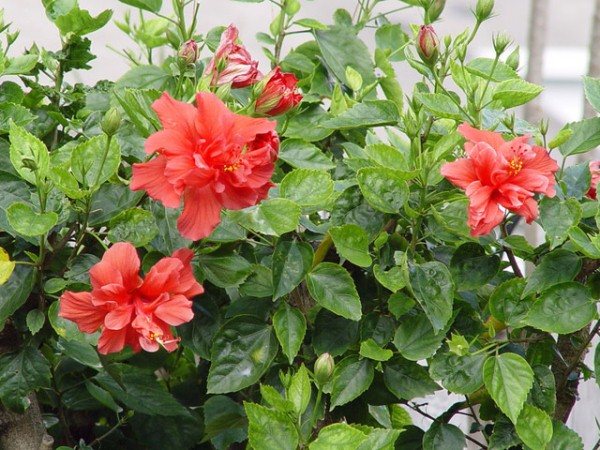Хибискус или китайска роза