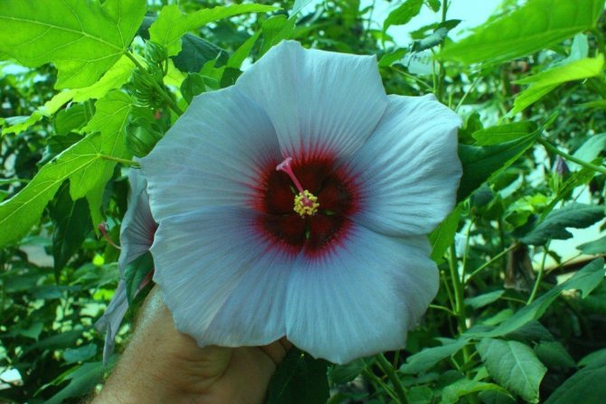 Paano mapalago ang hibiscus?