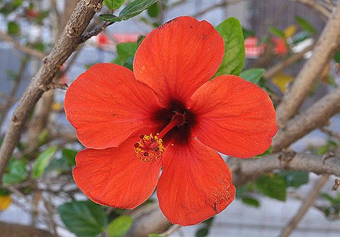Hibiscus chinezesc