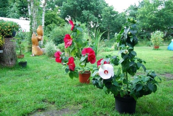 Hibiscus outdoors in pots