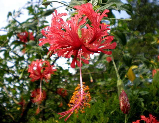 Hibiskus dissekerade kronblad Hibiscus schizopetalus foto