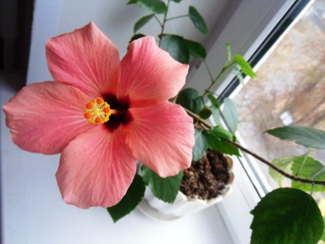 '' A hibiscus growing in the right conditions will always