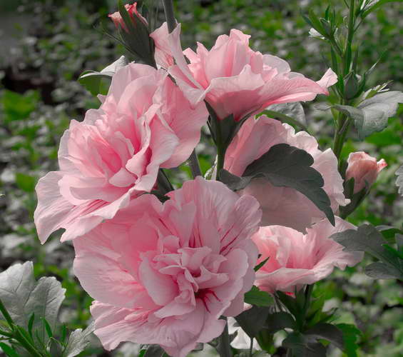 Hibiscus sirian Hibiscus syriacus fotografie șifon roz Hibiscus