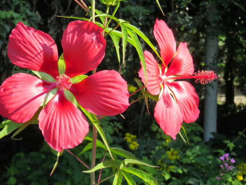 Hibiscus jasně červená fotografie Hibiscus coccineus