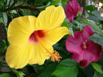 Hibiscus of different types