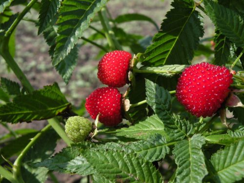 hybrid of raspberries and strawberries