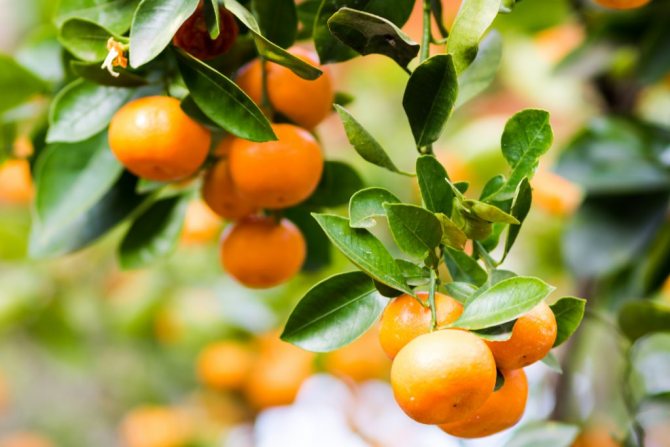 Hibrid de nume de mandarină și portocală