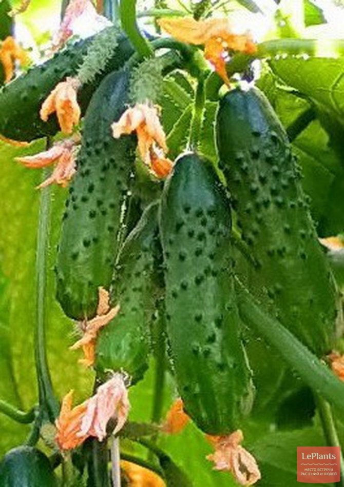 'Crunch F1' cucumber hybrid