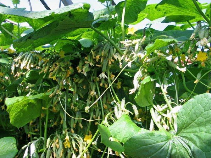hybridvarianter av gurkor