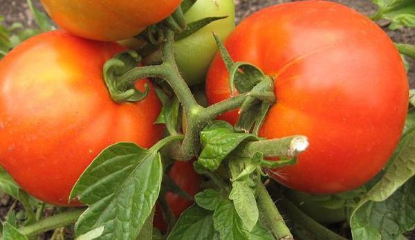 Hybrida tomater Bulat bär frukt och mognar tidigt