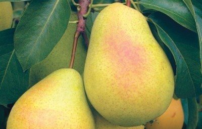 Hybrid variety pear Svarog