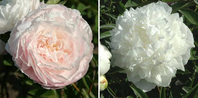 peonies guide from wedding bouquet to decor 4