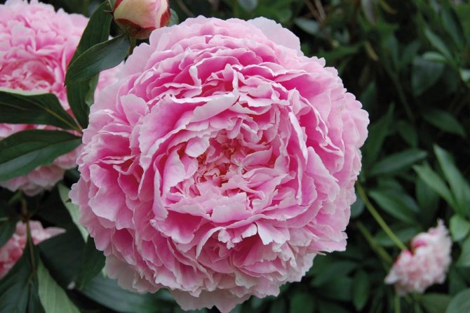 peonies guide from wedding bouquet to decor 5