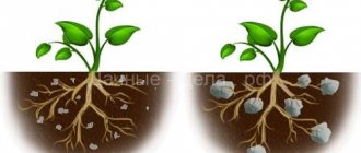 هيدروجيل للنباتات: الخصائص والتطبيقات