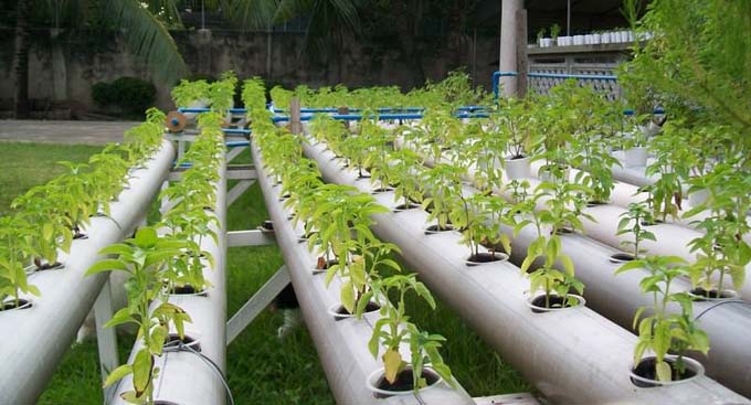 hydroponic växt