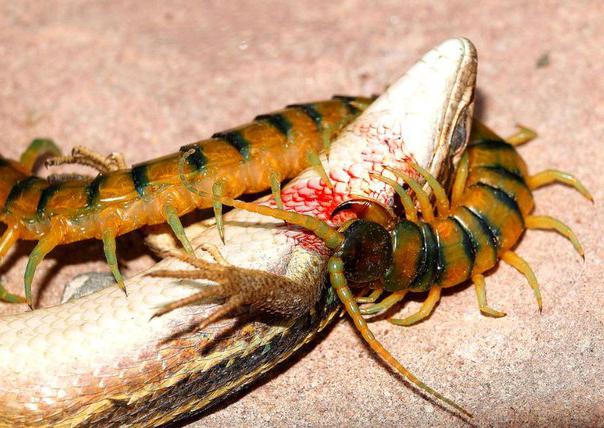 higanteng centipede sa mga katotohanan