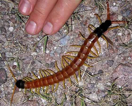 higanteng centipede