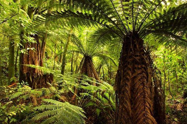 Giant ferns in nature