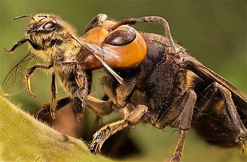 Jätte japanska hornets är ett riktigt åskväder för bigården, eftersom de kan massivt förstöra bin.