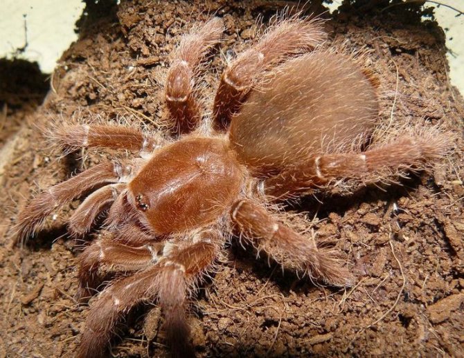 The giant baboon spider is so named because of the similarity of the shape of the limbs with the paws of monkeys.
