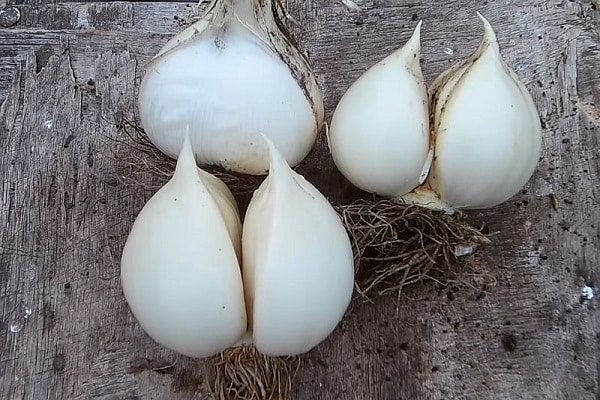 giant garlic