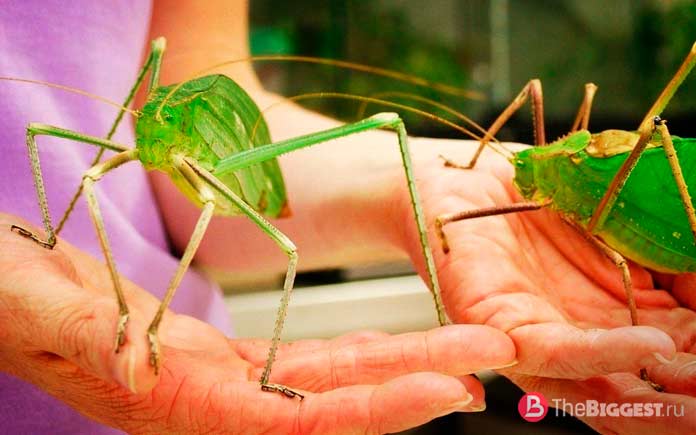 Giant leggy grasshopper