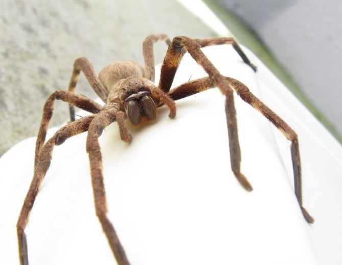 Obří krabový pavouk je pojmenován kvůli zakřiveným „krabím“ končetinám, jejichž celková velikost je více než 30 cm